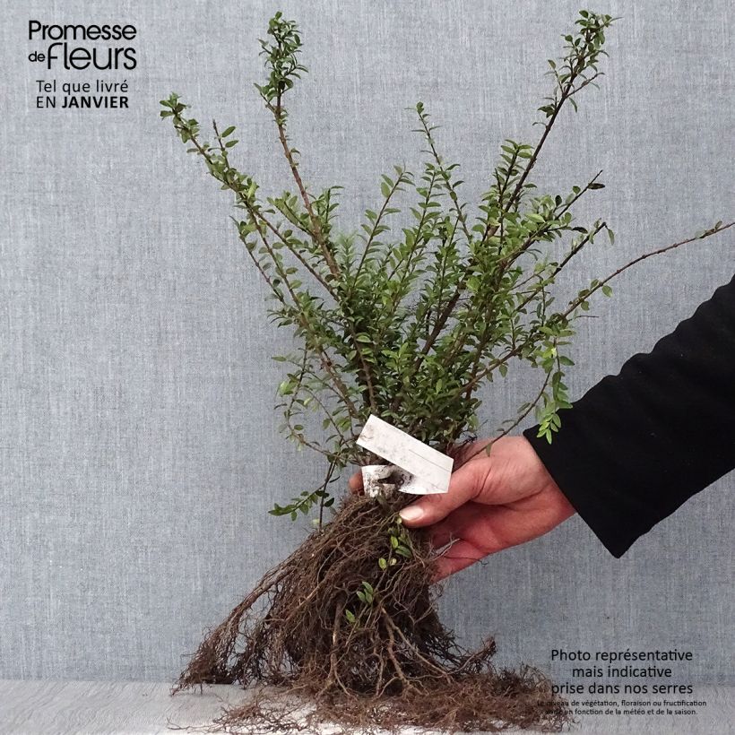 Example of Lonicera nitida Elegant - Chèvrefeuille à feuille de Buis Racines nues as you get in hiver