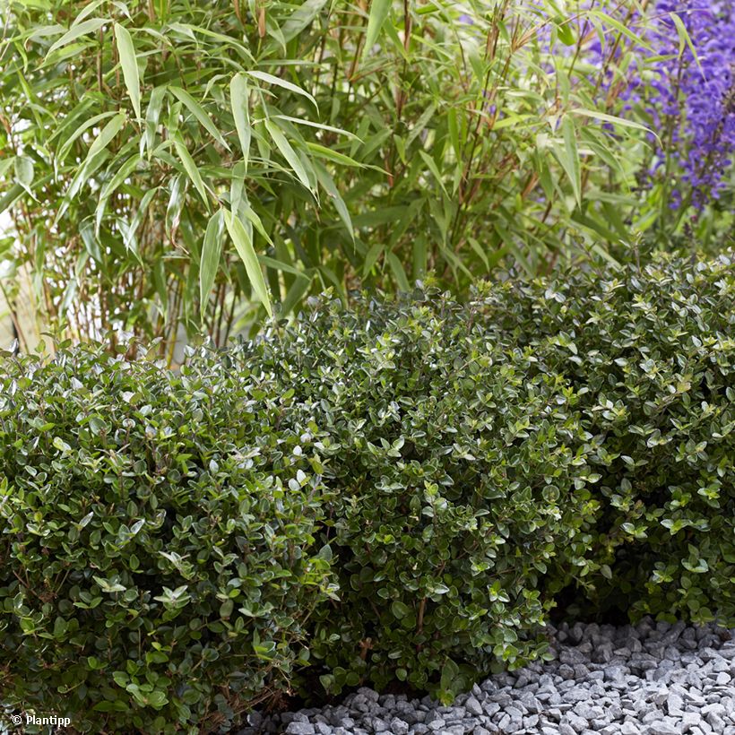 Lonicera nitida Garden Clouds Copper Glow - Chèvrefeuille arbustif (Plant habit)