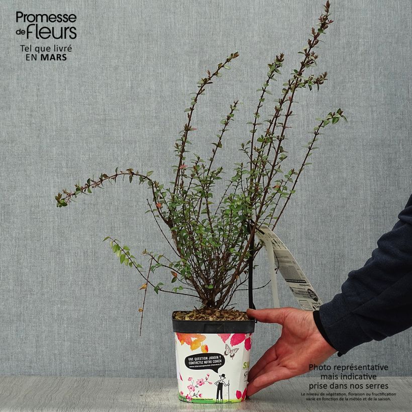 Example of Lonicera nitida Garden Clouds Purple Storm - Chèvrefeuille arbustif Pot de 2L/3L as you get in printemps
