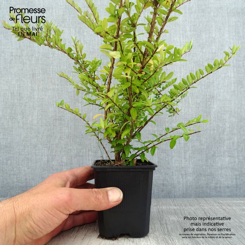 Example of Lonicera nitida Hohenheimer Findling - Chèvrefeuille arbustif Godet de 8/9 cm as you get in printemps