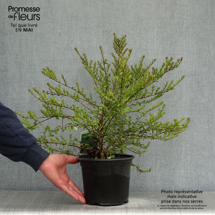 Example of Lonicera nitida Hohenheimer Findling - Chèvrefeuille arbustif Pot de 1L/1,5L as you get in printemps