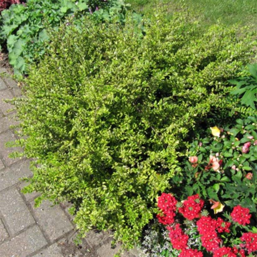 Lonicera nitida Lemon Beauty - Chèvrefeuille arbustif (Plant habit)