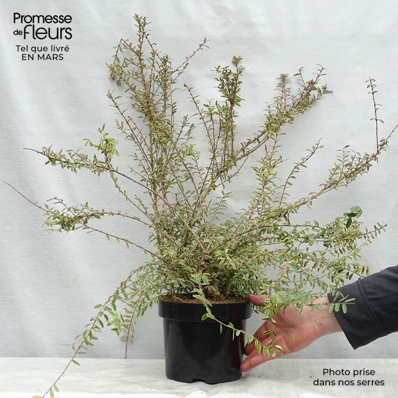 Example of Lonicera nitida Lemon Beauty - Chèvrefeuille arbustif Pot de 2L/3L as you get in printemps