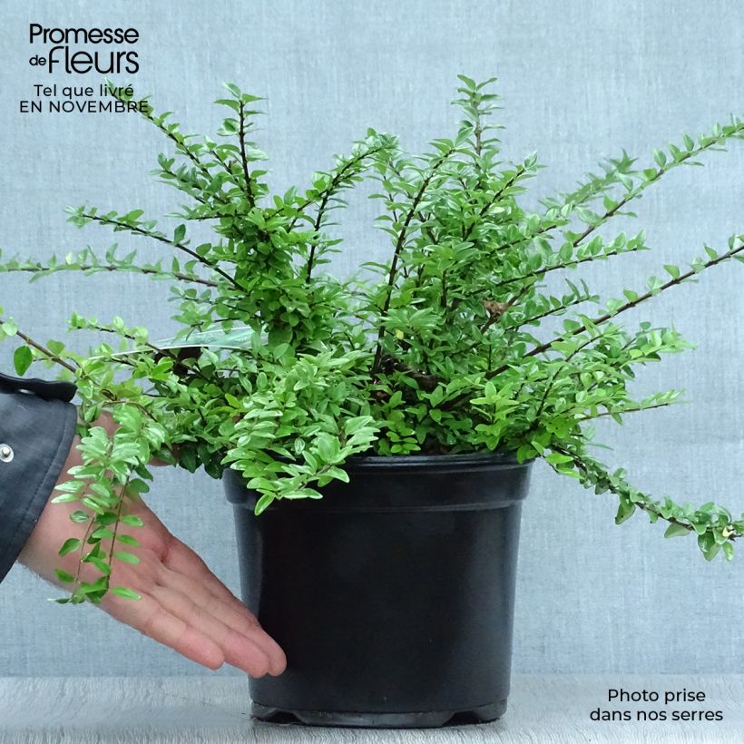 Spécimen de Lonicera nitida Maigrün - Chèvrefeuille arbustif Pot de 1L/1,5L tel que livré en automne
