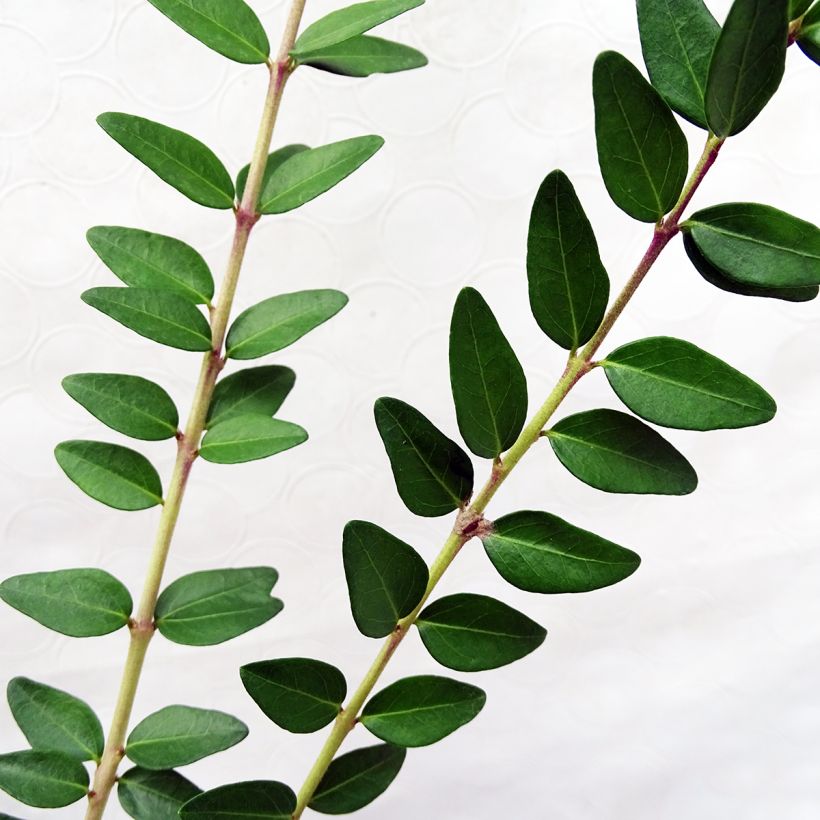 Lonicera nitida Maigrün - Chèvrefeuille arbustif (Foliage)