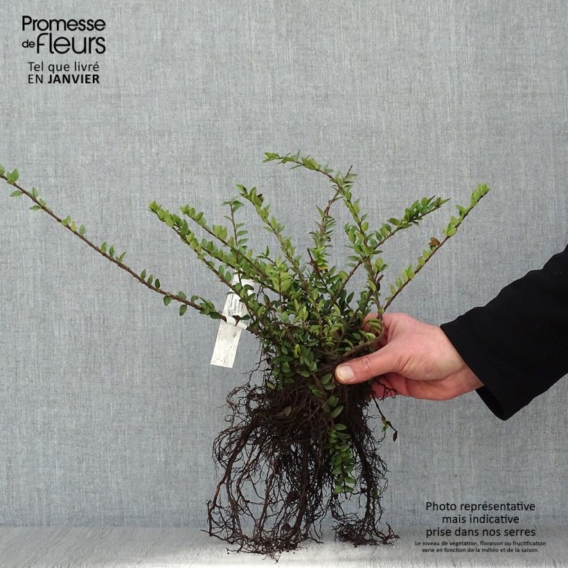 Example of Lonicera nitida Maigrün - Chèvrefeuille arbustif Racines nues as you get in hiver