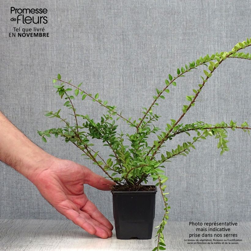 Spécimen de Lonicera nitida Maigrün - Chèvrefeuille arbustif Godet de 8/9 cm tel que livré en automne