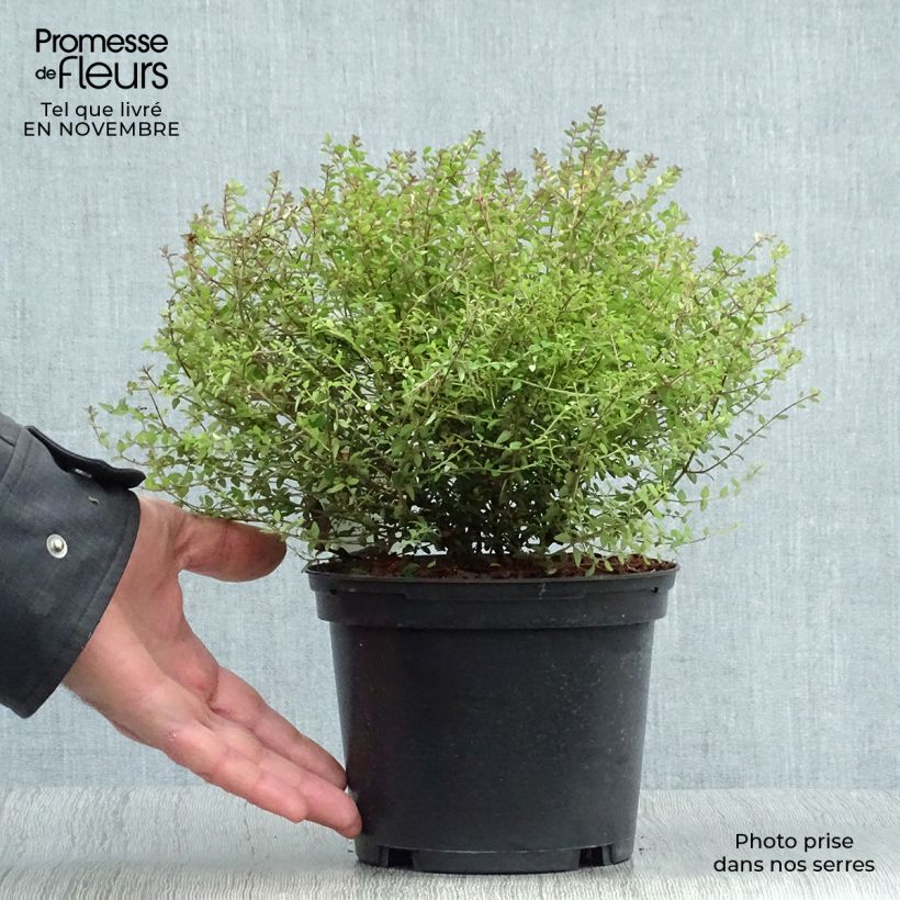 Spécimen de Lonicera nitida Tidy Tips - Chèvrefeuille à feuilles de Buis Pot de 2L/3L tel que livré en automne