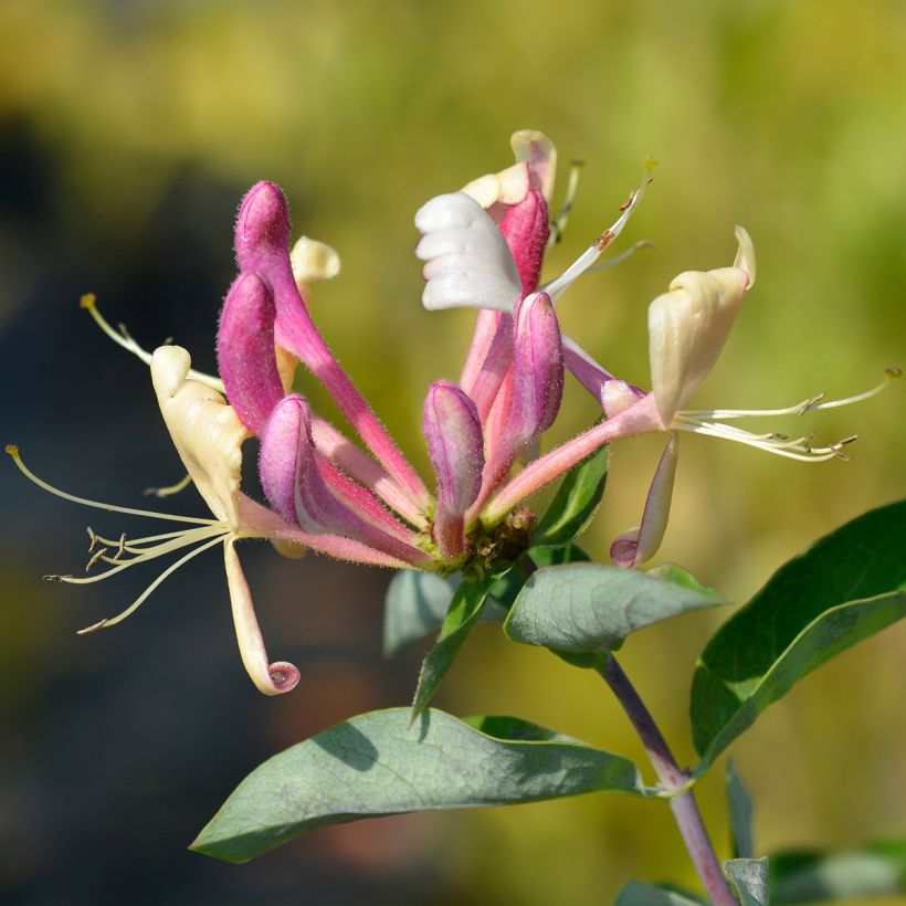 Chèvrefeuille - Lonicera periclymenum Belgica (Flowering)