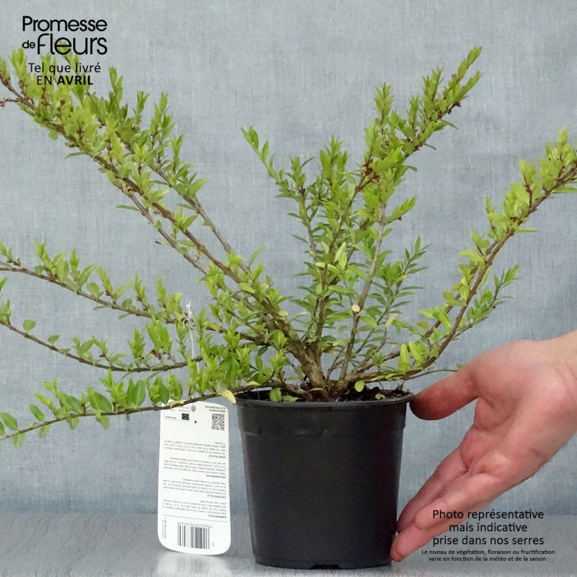 Example of Lonicera pileata - Chèvrefeuille à cupule Pot de 1L/1,5L as you get in printemps