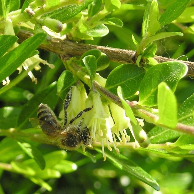 Lonicera pileata Mossgreen - Chèvrefeuilles à cupule (Flowering)