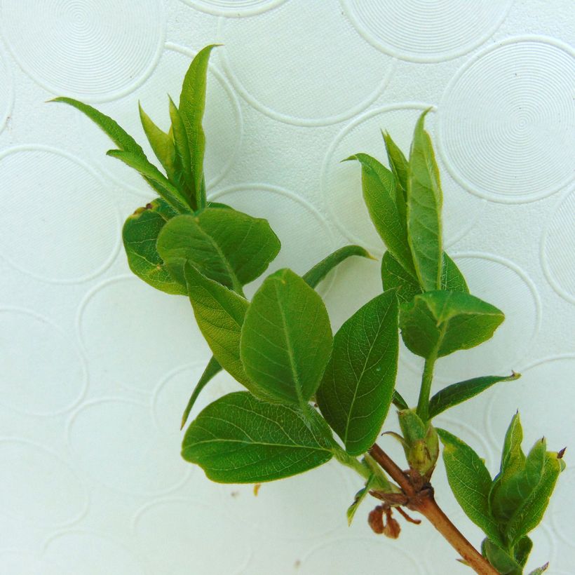 Lonicera purpusii Winter Beauty - Chèvrefeuille d'hiver parfumé  (Foliage)