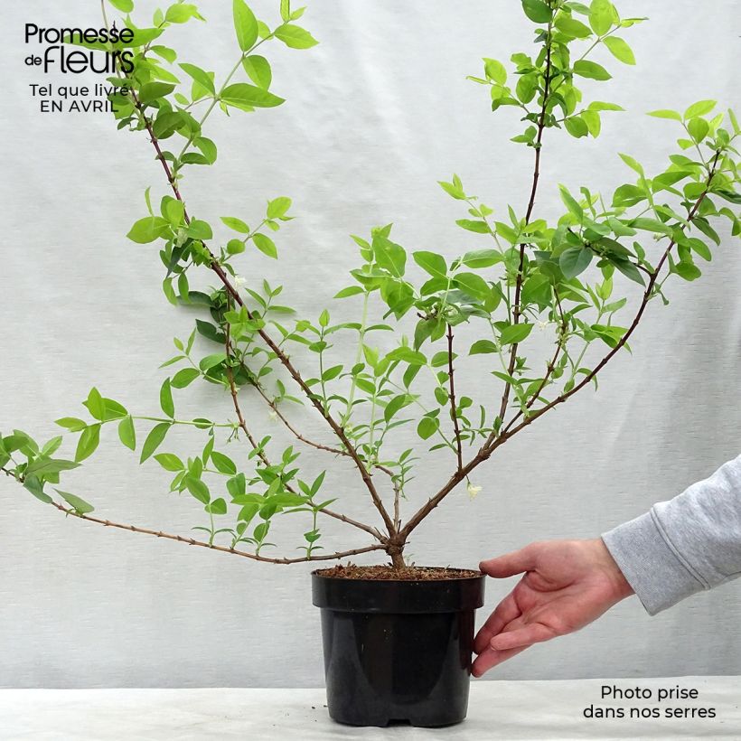 Example of Lonicera purpusii Winter Beauty - Chèvrefeuille d'hiver parfumé  Pot de 2L/3L as you get in printemps