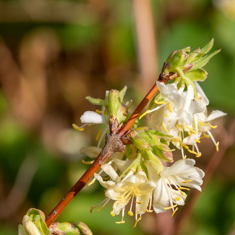 Lonicera purpusii Winter Beauty - Chèvrefeuille d'hiver parfumé  (Flowering)