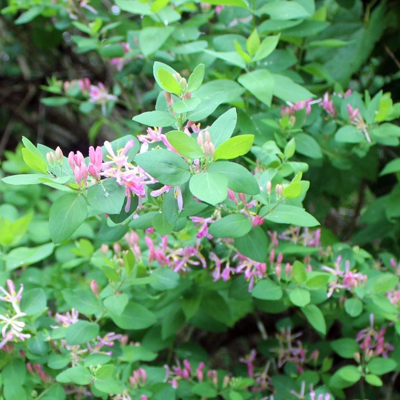 Lonicera tatarica - Chèvrefeuille de Tartarie (Foliage)