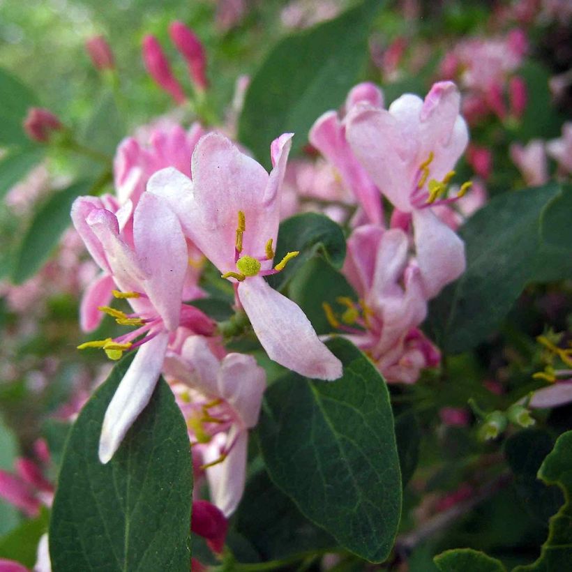 Lonicera tatarica - Chèvrefeuille de Tartarie (Flowering)