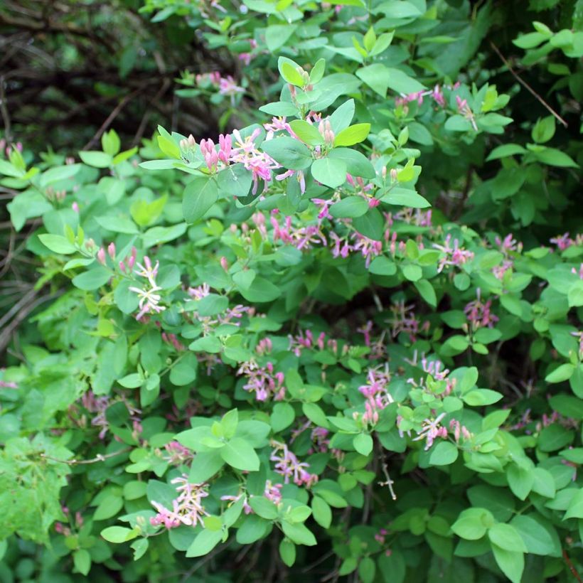 Lonicera tatarica - Chèvrefeuille de Tartarie (Plant habit)