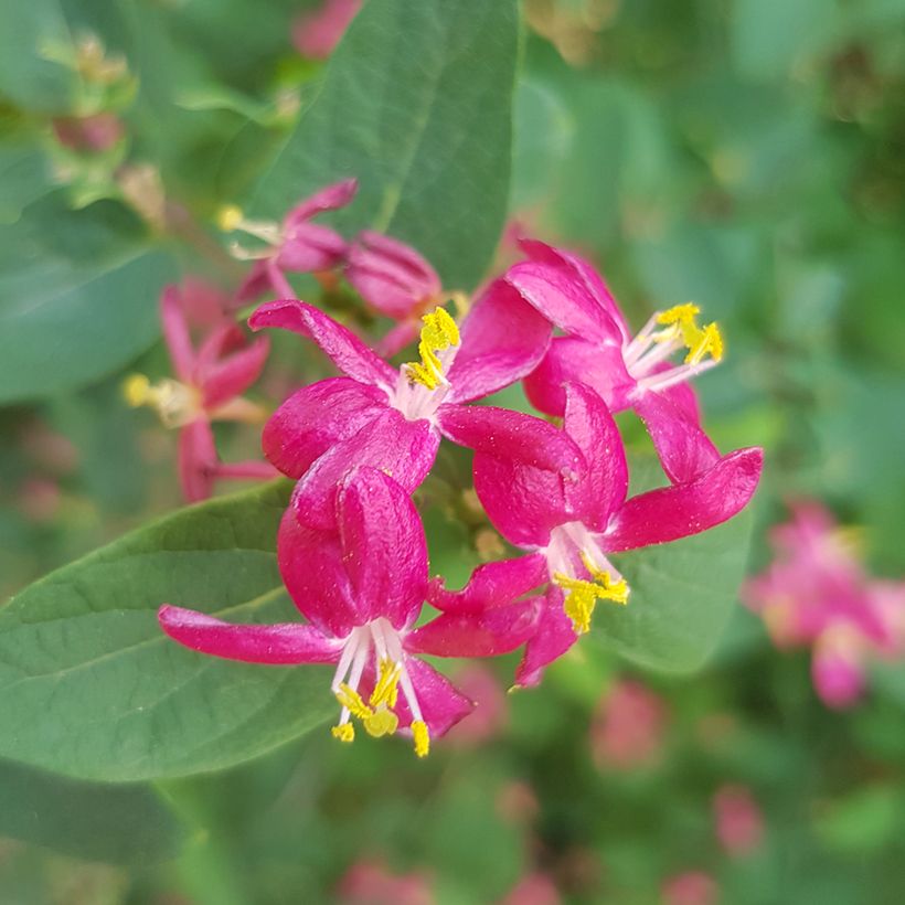 Lonicera tatarica Arnold Red - Chèvrefeuille de Tartarie (Floraison)