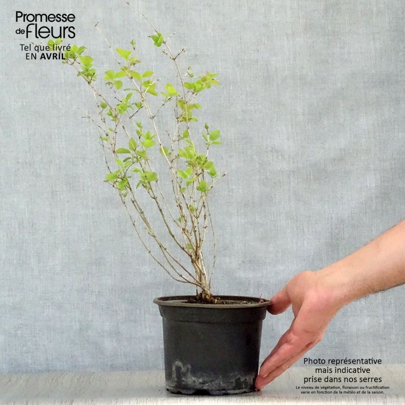 Example of Lonicera tatarica - Chèvrefeuille de Tartarie Pot de 2L/3L as you get in printemps