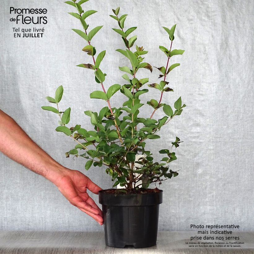 Spécimen de Lonicera tatarica Hack's Red - Chèvrefeuille de tatarie Pot de 3L/4L tel que livré en été