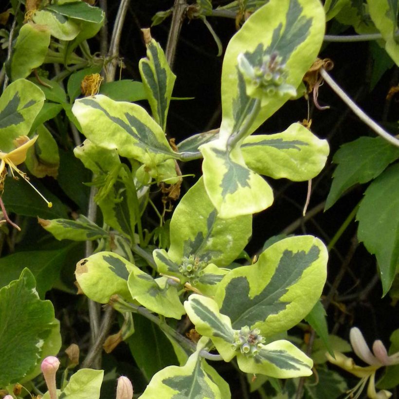 Chèvrefeuille panaché - Lonicera x italica Harlequin (Feuillage)