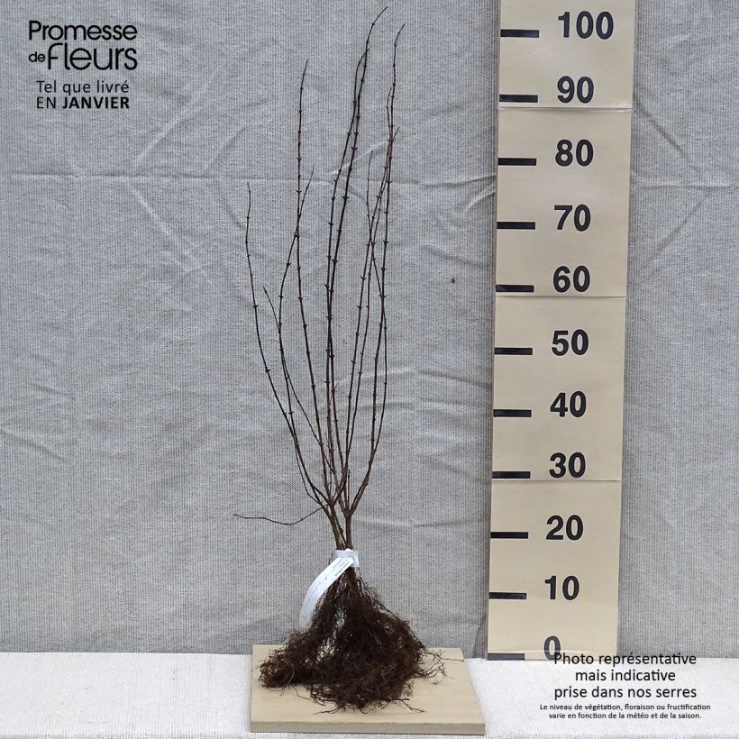 Spécimen de Lonicera xylosteum - Chèvrefeuille des haies Racines nues tel que livré en hiver