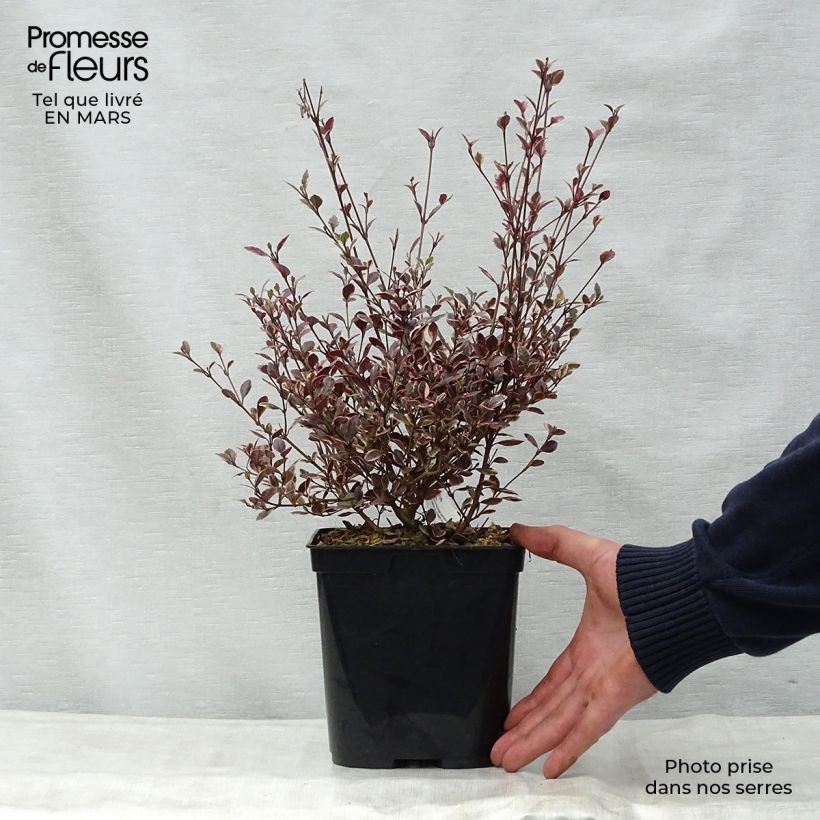 Example of Lophomyrtus Magic dragon Pot de 2L/3L as you get in printemps