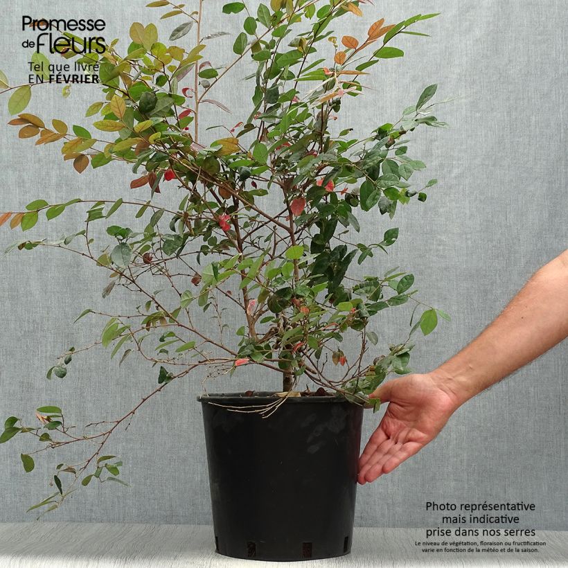 Spécimen de Loropetalum chinense Fire Dance Pot de 7,5L/10L tel que livré en automne