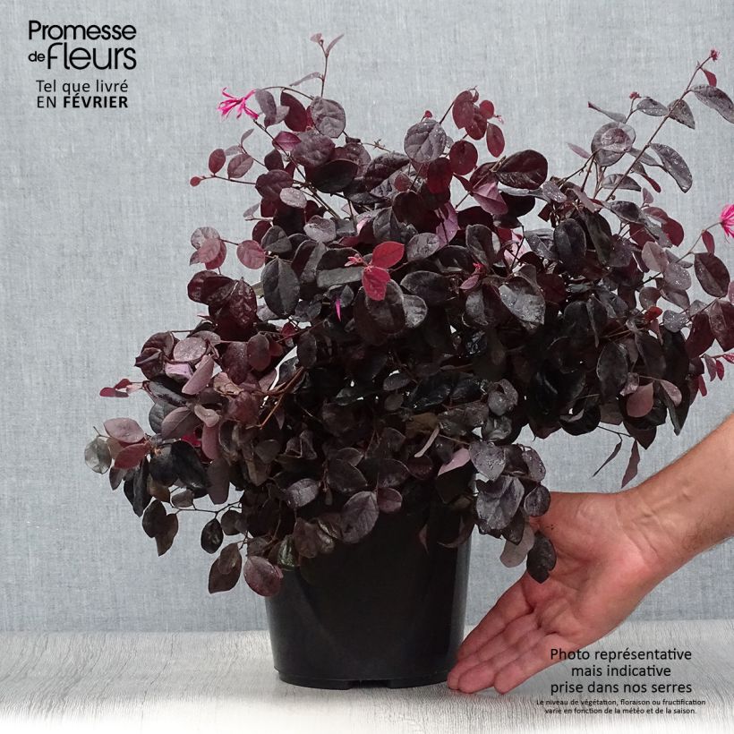 Spécimen de Loropetalum chinense Black Pearl Pot de 1,5L/2L tel que livré en automne