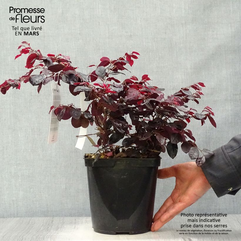 Example of Loropetalum chinense Black Pearl Pot de 1,5L/2L as you get in printemps