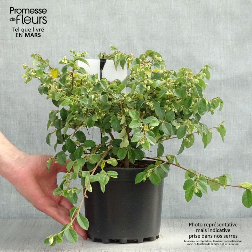 Example of Loropetalum chinense Carolina Moonlight Pot de 2L/3L as you get in printemps