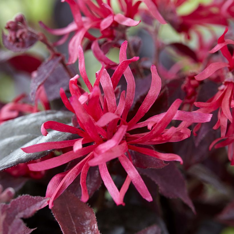 Loropetalum chinense Ever Red (Flowering)