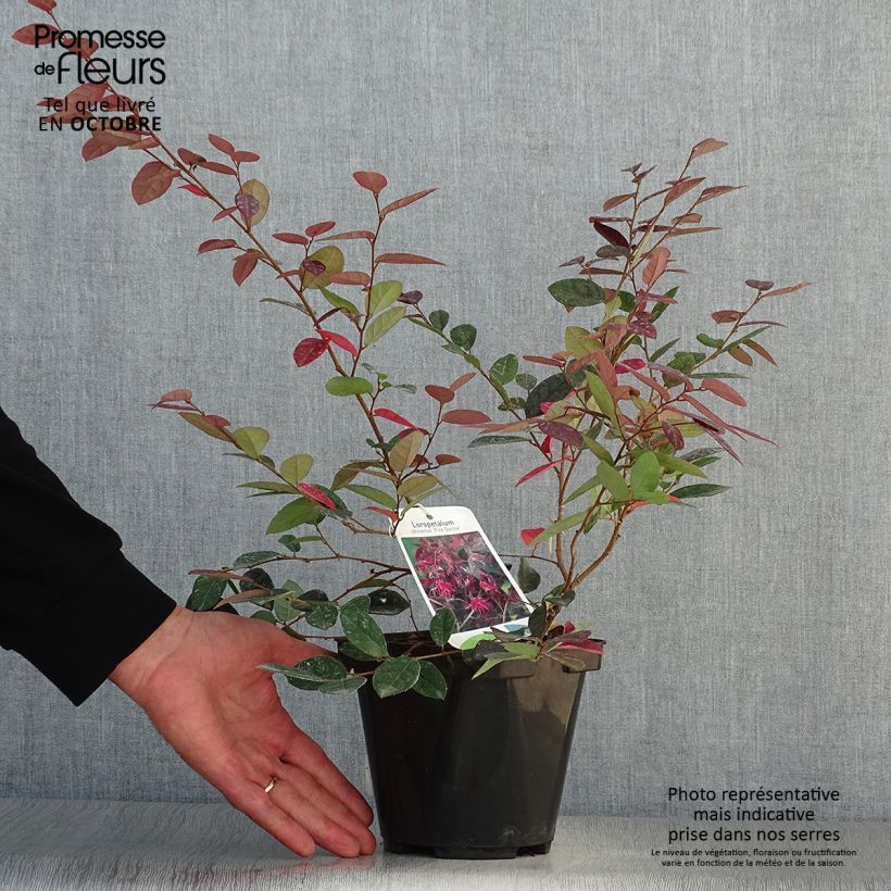 Spécimen de Loropetalum chinense Fire Dance Pot de 3L/4L tel que livré en automne