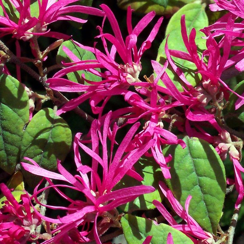 Loropetalum chinense Ming Dynasty (Flowering)