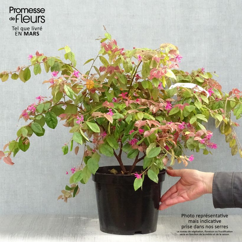 Example of Loropetalum chinense Ming Dynasty Pot de 6L/7L as you get in printemps