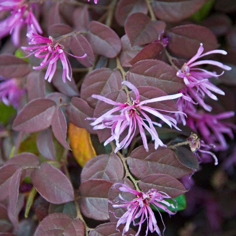 Loropetalum chinense Pipa's Red (Flowering)