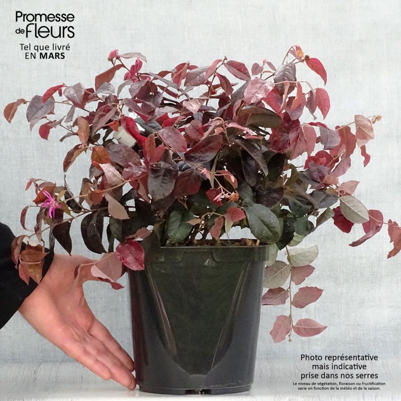 Example of Loropetalum chinense Pipa's Red Pot de 2L/3L as you get in printemps