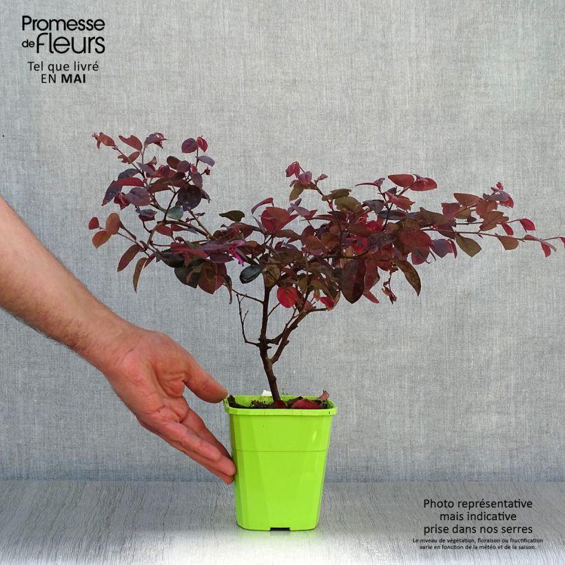 Example of Loropetalum chinense Plum Gorgeous Pot de 2L/3L as you get in printemps