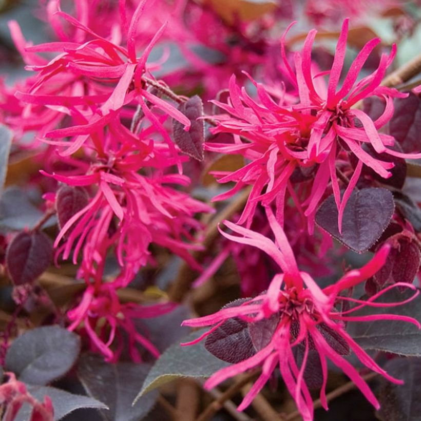 Loropetalum chinense Plum Gorgeous (Flowering)
