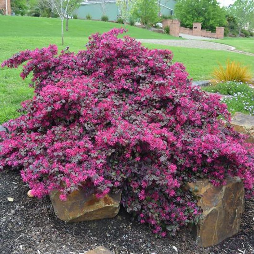 Loropetalum chinense Plum Gorgeous (Plant habit)