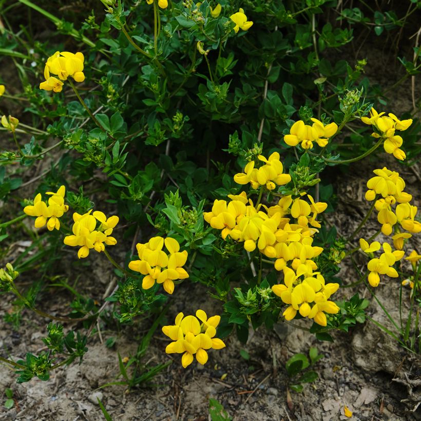 Lotus corniculatus - Lotier corniculé (Port)