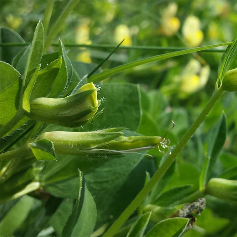 Lotus maritimus - Lotier maritime (Feuillage)