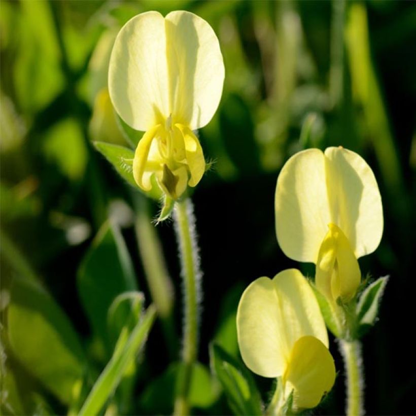 Lotus maritimus - Lotier maritime (Floraison)