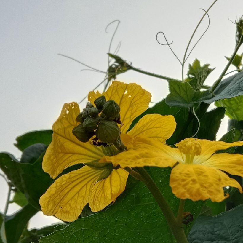 Luffa Cylindrica (Courge torchon, Eponge végétale) (Flowering)