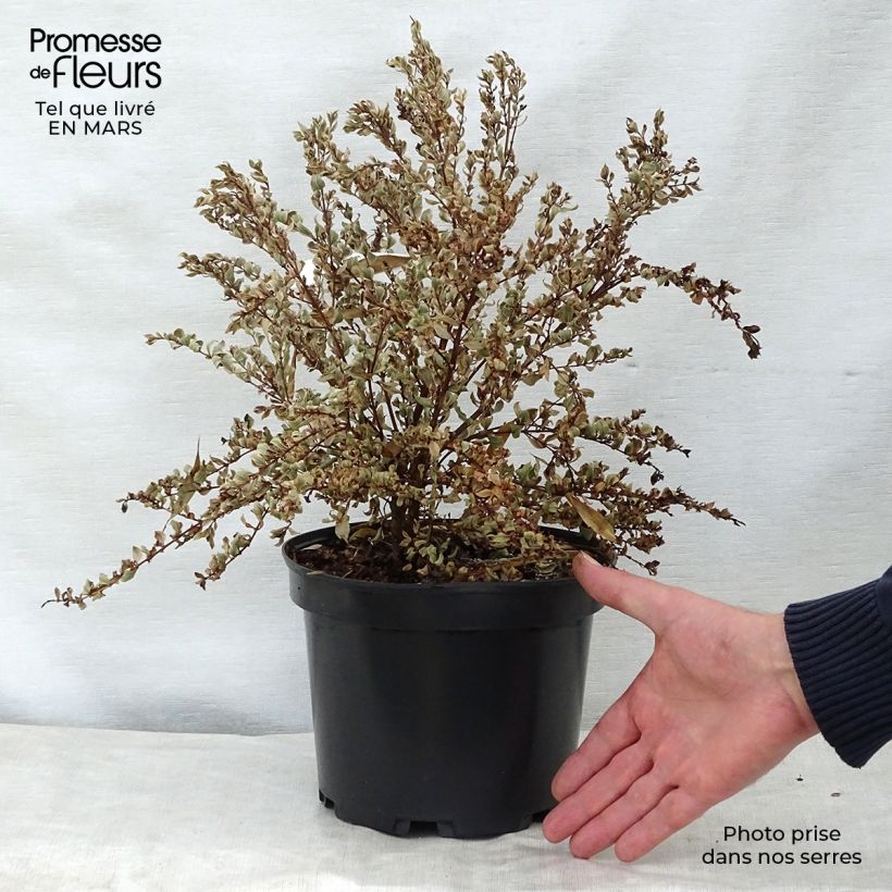 Example of Luma apiculata Glanleam Gold - Myrte du Chili Pot de 3L/4L as you get in printemps