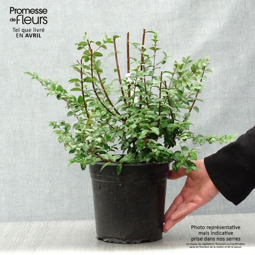 Example of Luma chequen - Myrte du Chili Pot de 4L/5L as you get in printemps