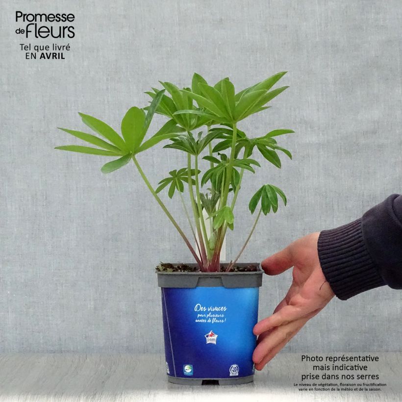 Example of Lupin Gallery Blue Pot de 2L/3L as you get in printemps