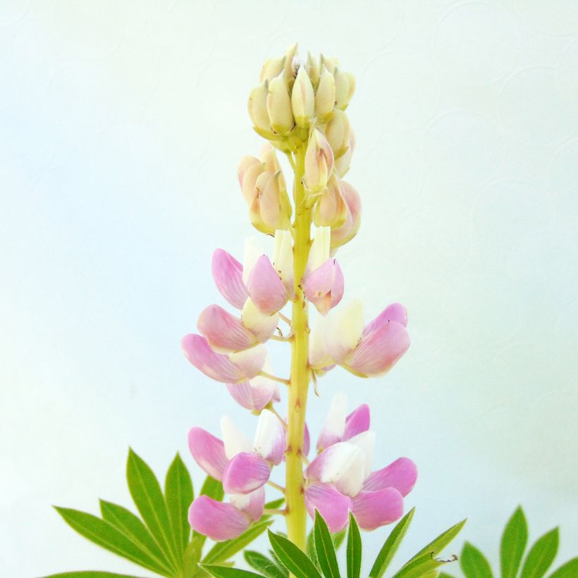 Lupin Gallery Pink (Flowering)