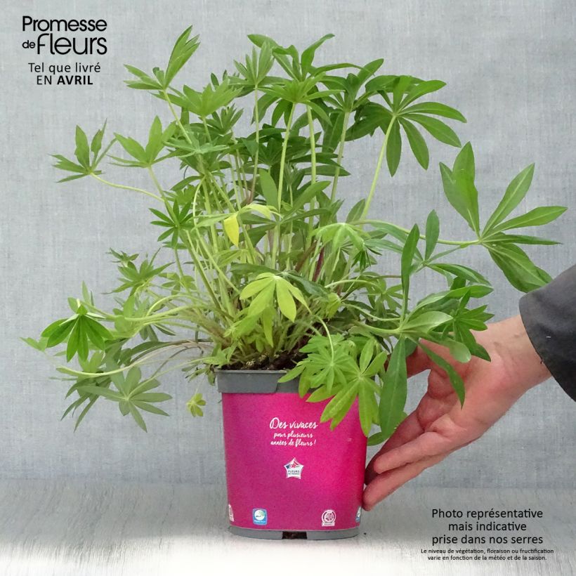Example of Lupin Gallery Pink Pot de 2L/3L as you get in printemps