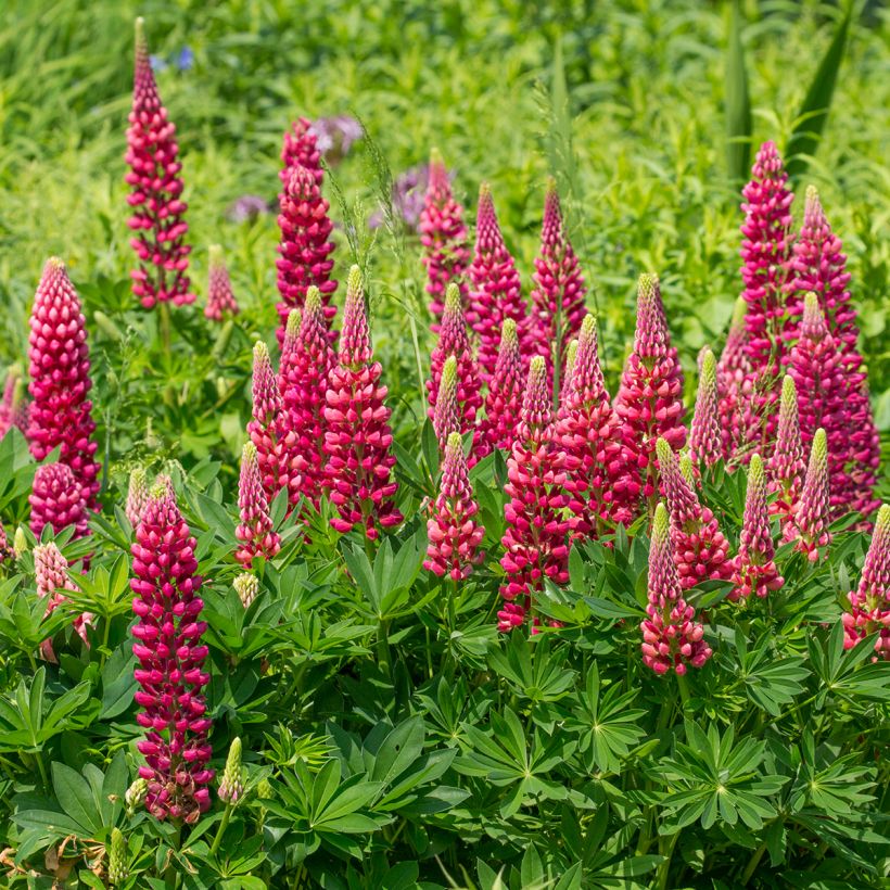 Lupin Gallery Red (Plant habit)